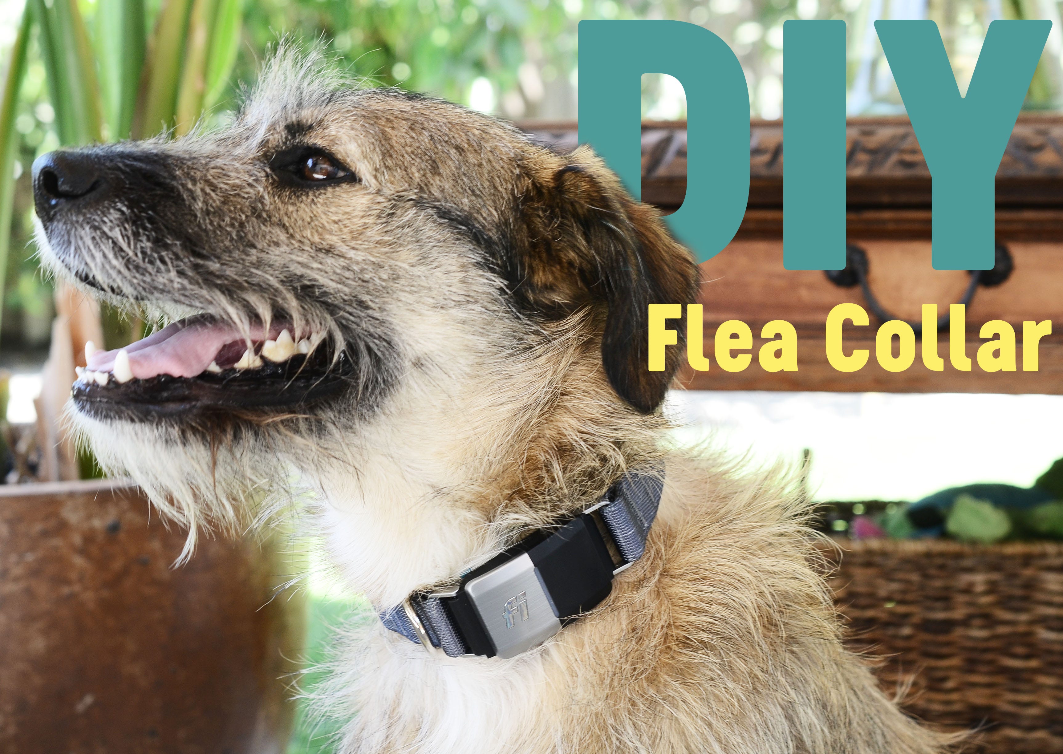 A Story of Unbreakable Bonds A DIY Flea Collar Recipe