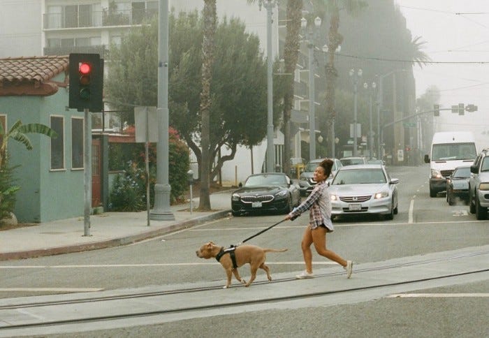 Lost my dog to the streets clearance