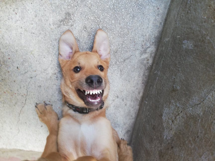 Getting a dog cheap ruined my life