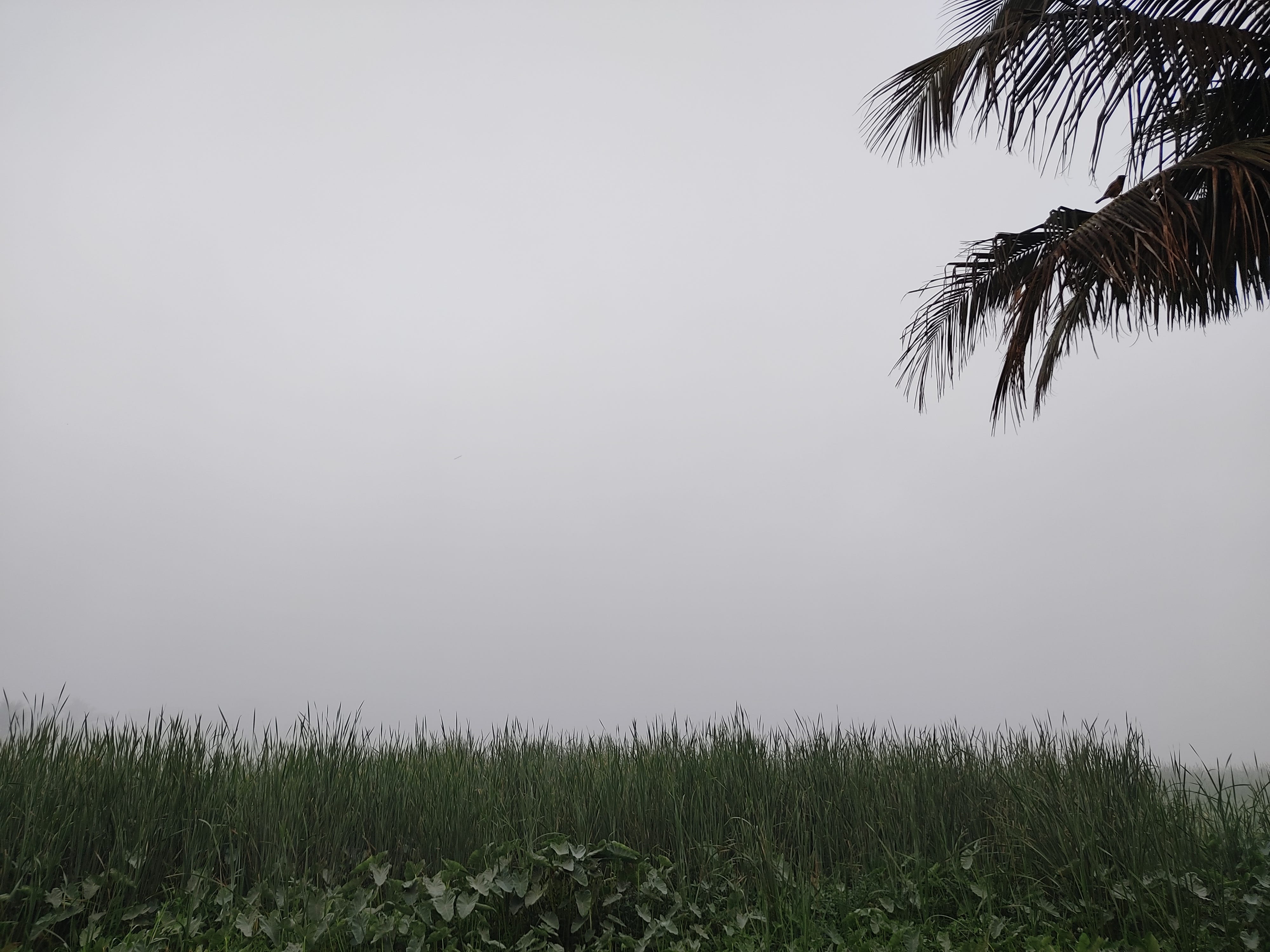 Distraction Art - by Bithika Halder - Path Between Trees