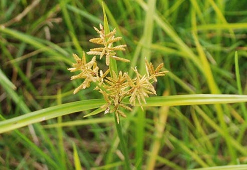 Nutsedge weed deals