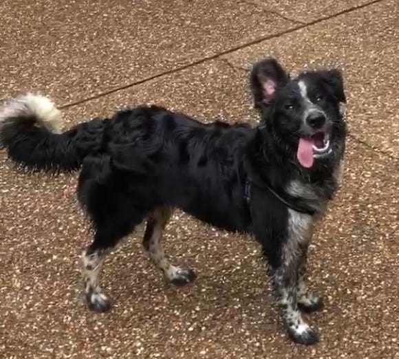 They Say Border Collies Have the Biggest Brains