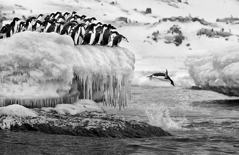 The first penguin - by Ryan Laverty - Ry Thoughts