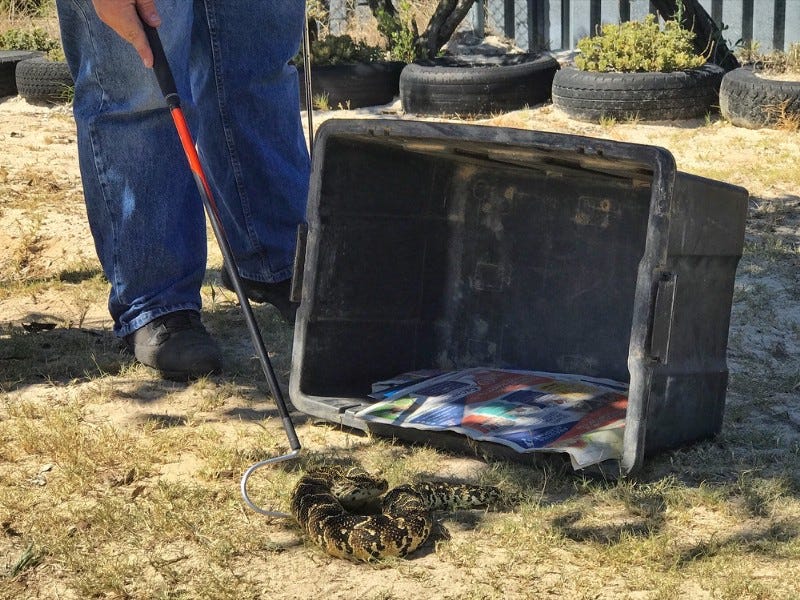 What it’s like to do a Venomous Snake Handling Course