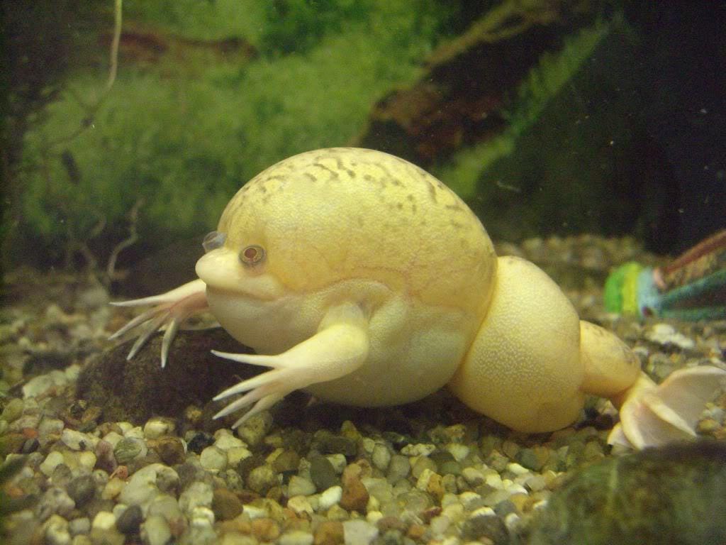 African store water frog
