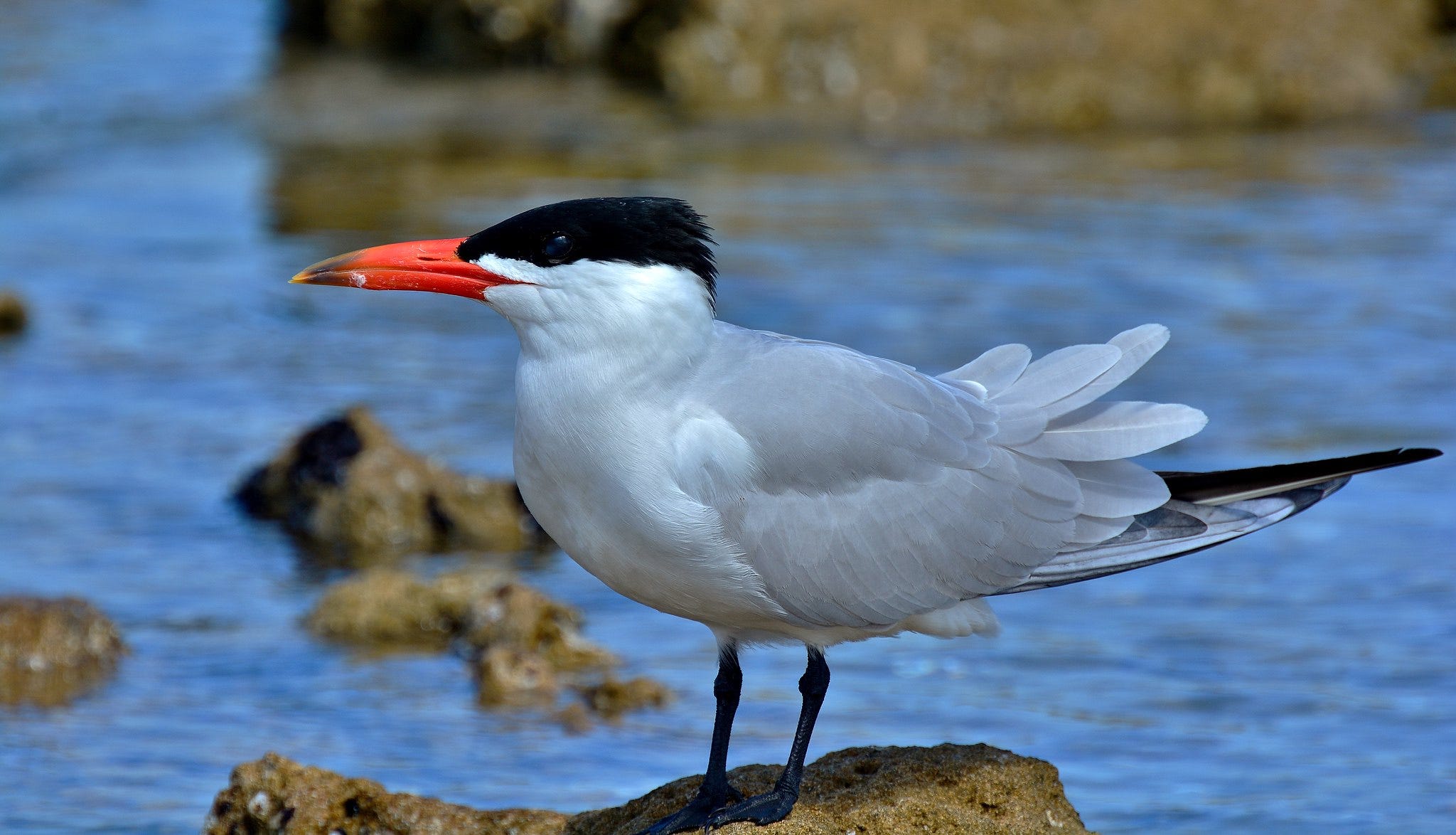 Bird of the Week Caspian Tern by Jack Mirkinson