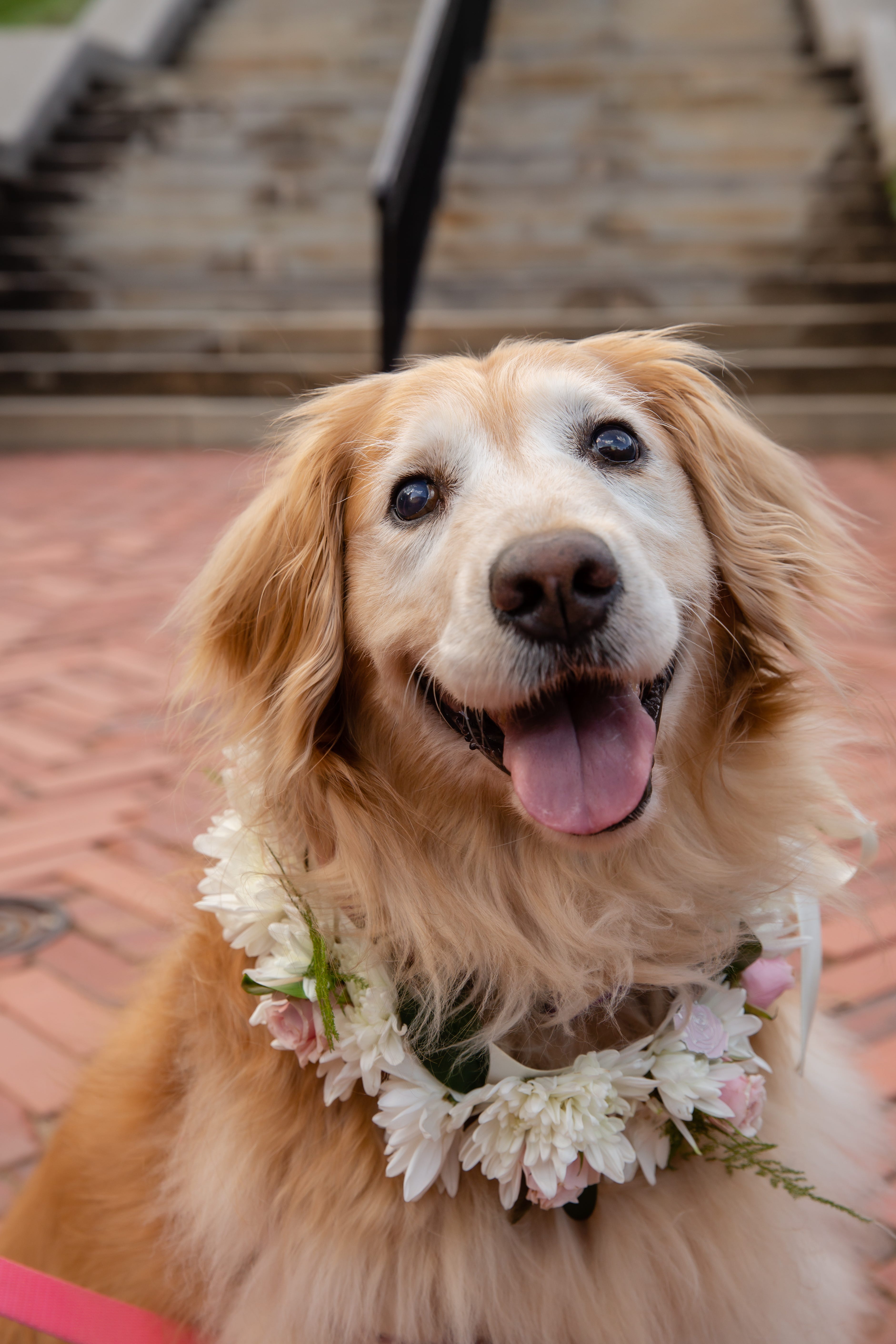 Golden retrievers and grain free food best sale