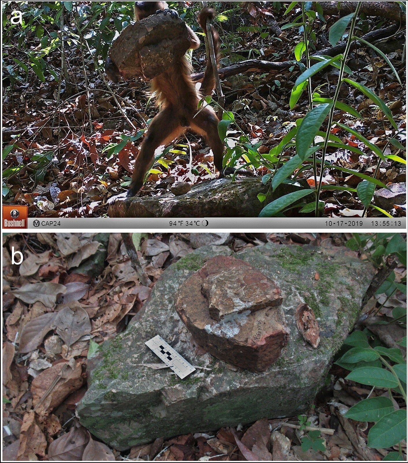 A study reveals that cultural heritage may affect the tools that