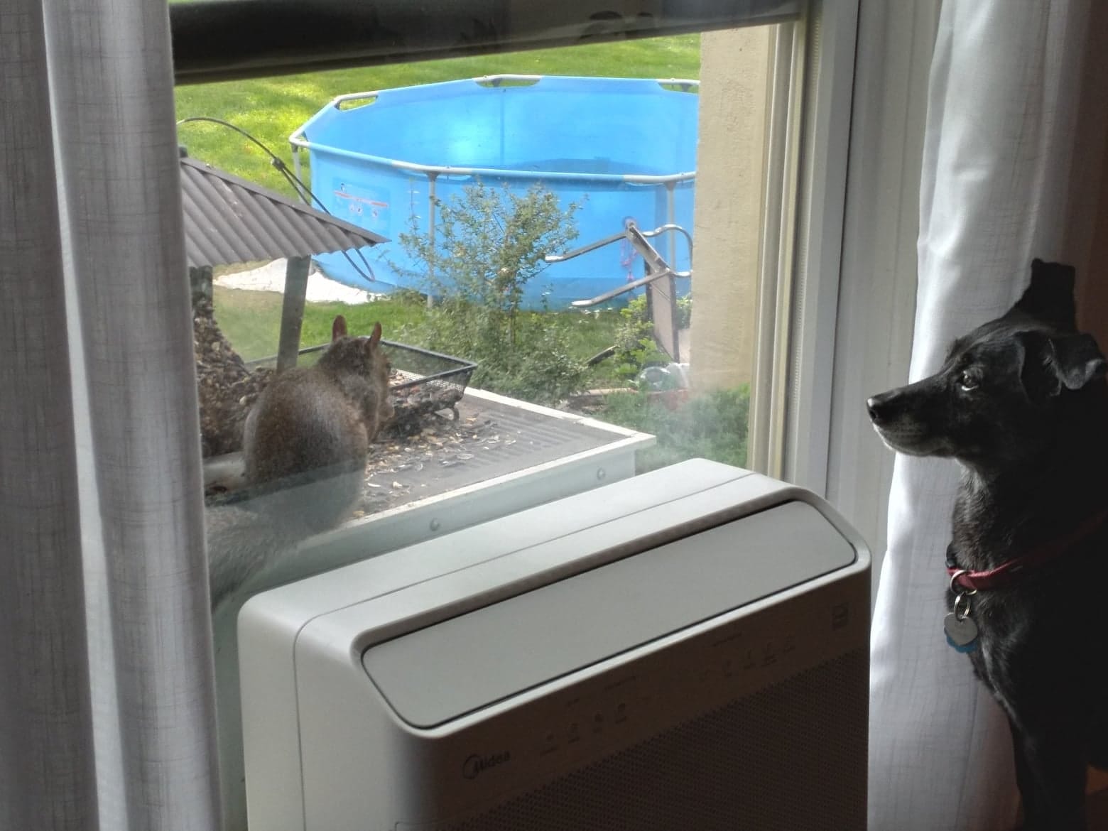 Ruby squirrelwatch update by Lucian K. Truscott IV