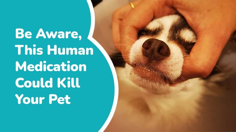 Human medication on sale for dogs