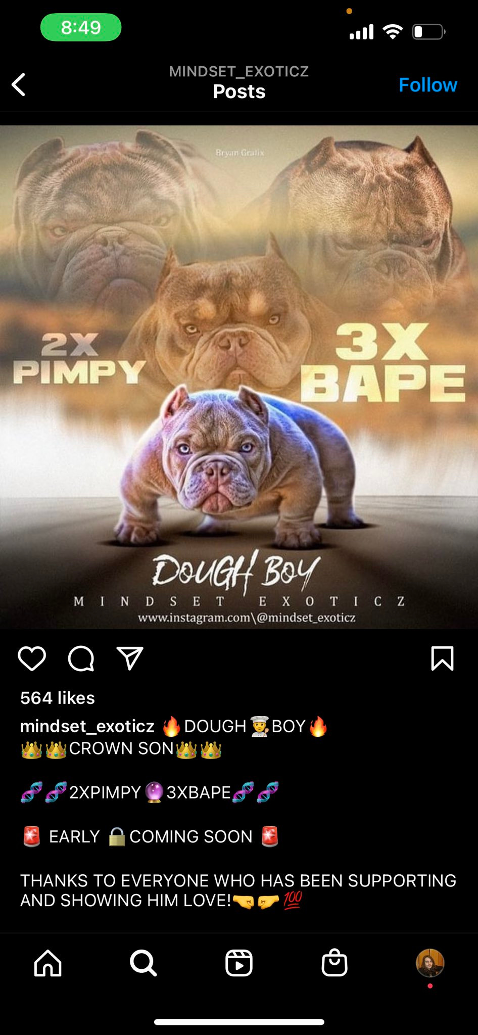 Bape american bully on sale