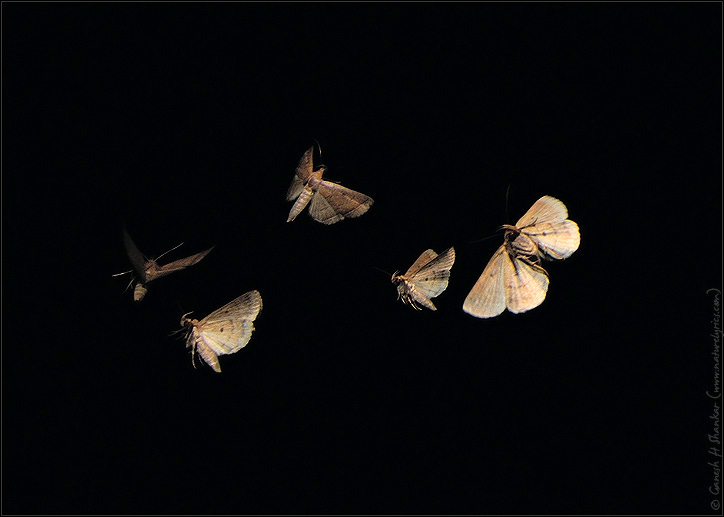 The Moths Short Story 1 by Alberto Rengifo