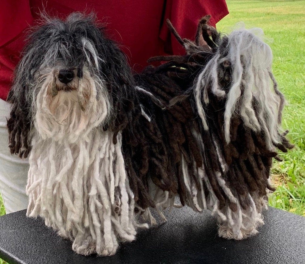 Corded havanese hotsell