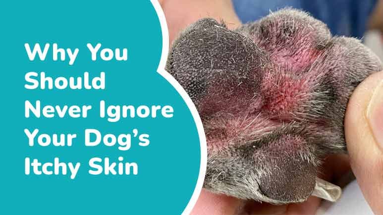 Dog sales dermatitis treatment