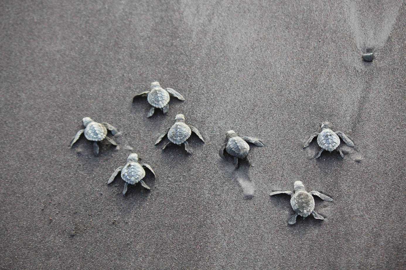 The incredible sea turtle arribadas in Costa Rica