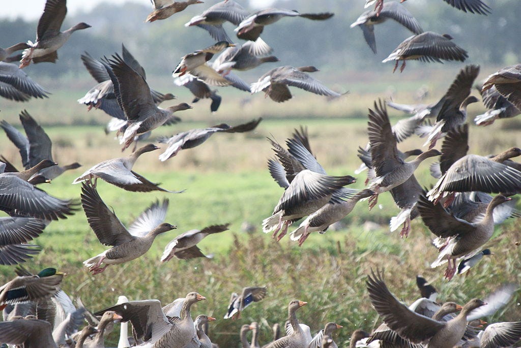 Pink footed Goose by Charlie from Birdsong Academy