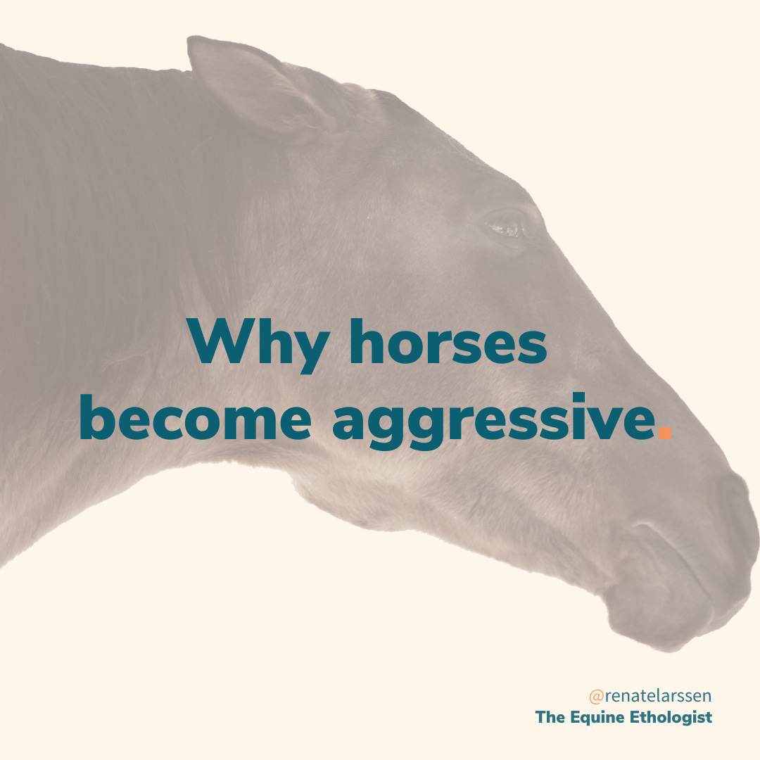 Why horses aggressive by Renate Larssen