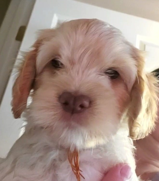 Potty trained dogs for sale near me cheap