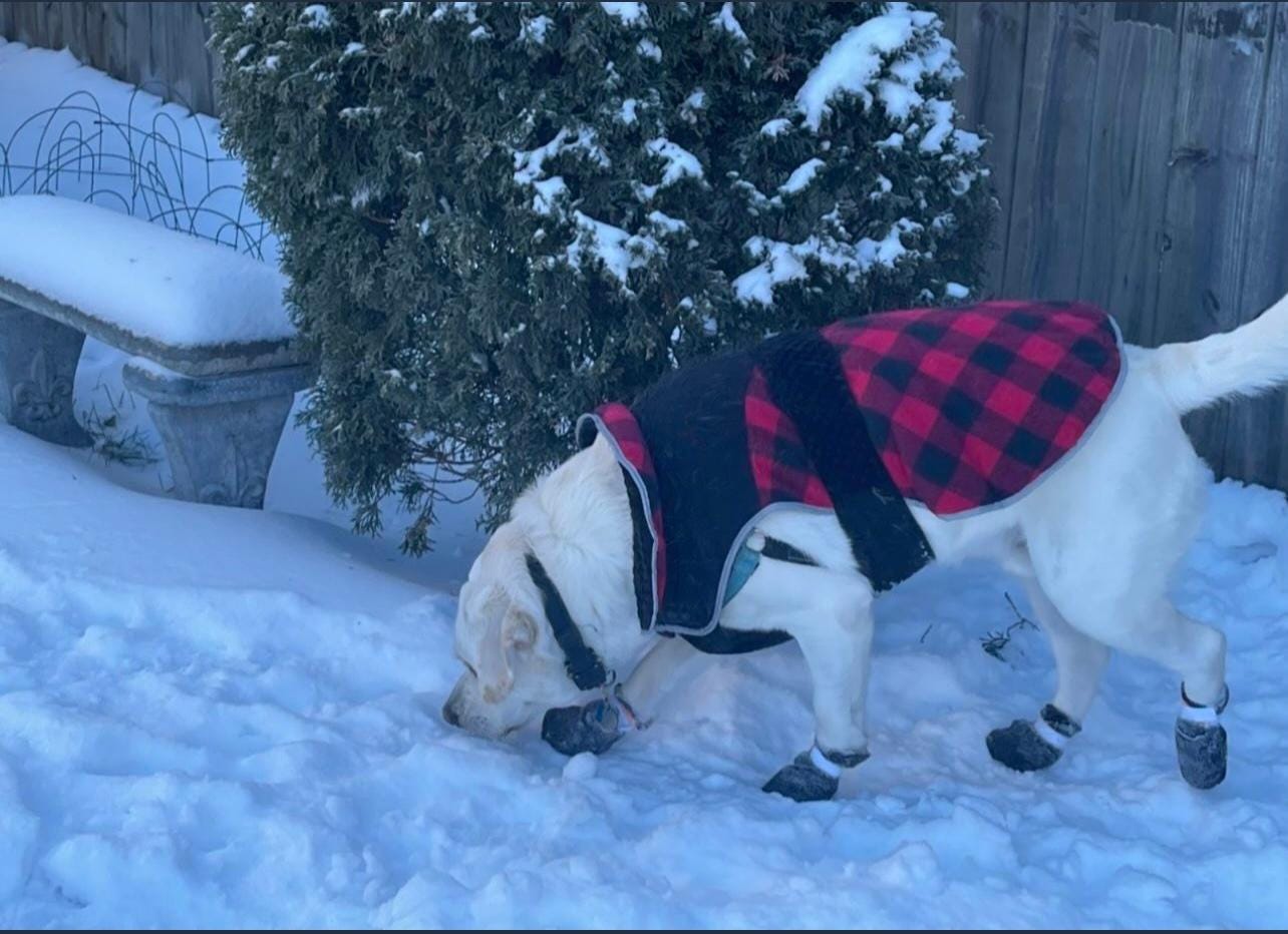 Picture of FROSTBITE INJURY IN PETS - by BowTied Veterinarian