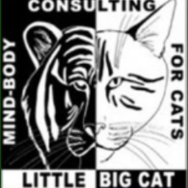 Little big cat inc 2025