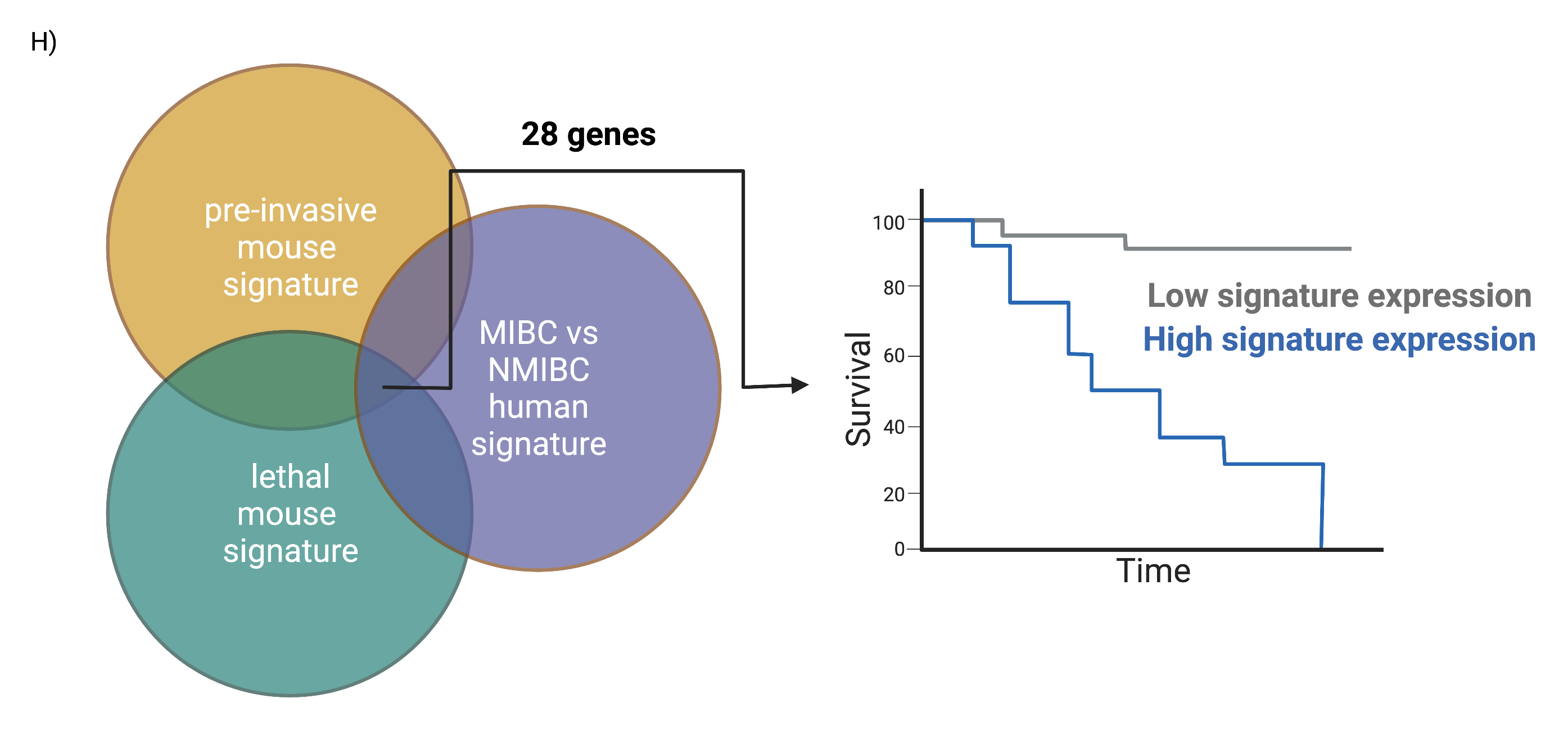 Summary: Novel Mouse Models of Bladder Cancer Identify a Prognostic ...