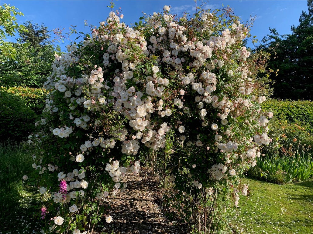 The Q A Michael Marriott the planet s foremost authority on roses