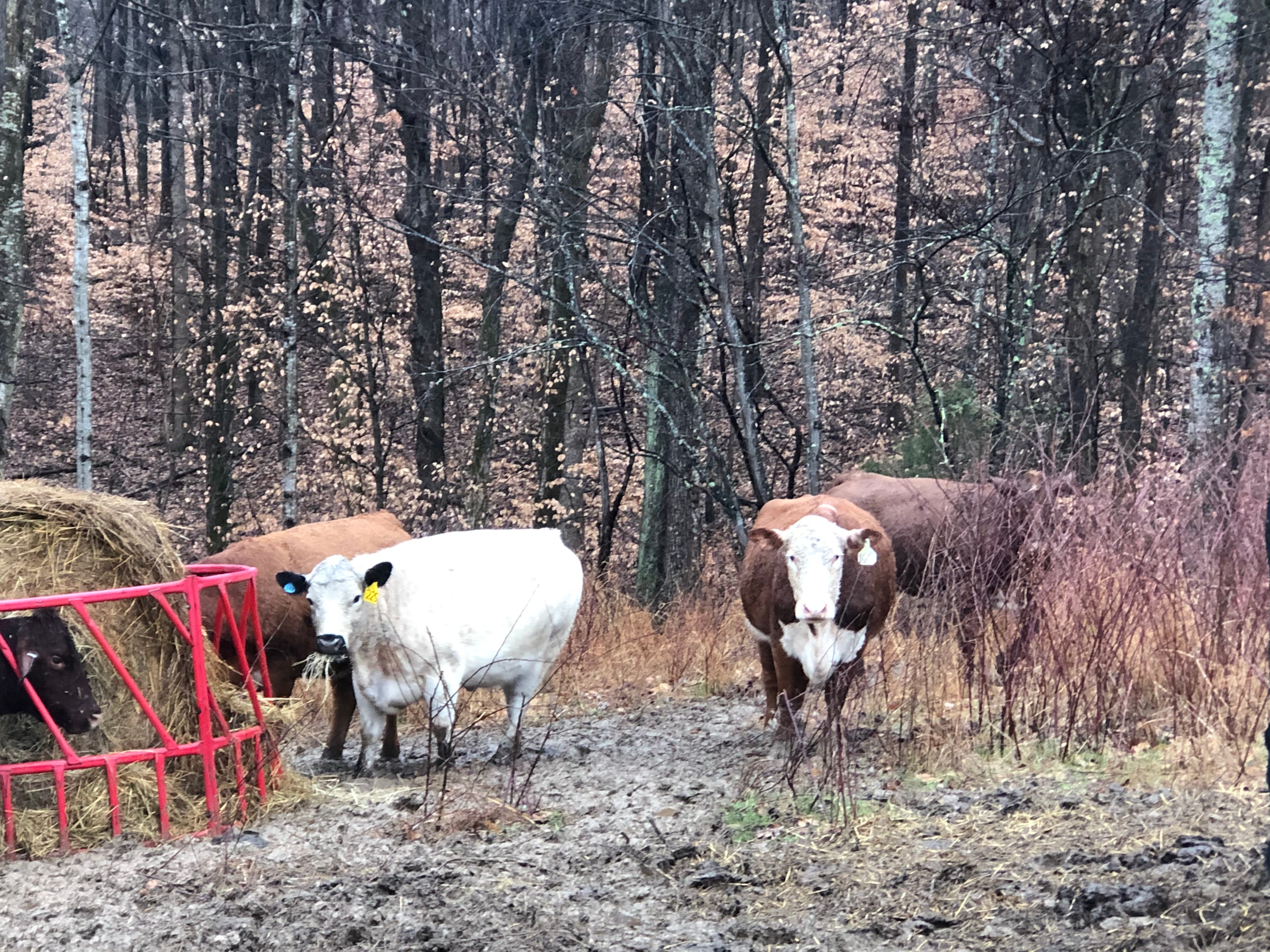 Timely Tips - Hay Feeding Strategies
