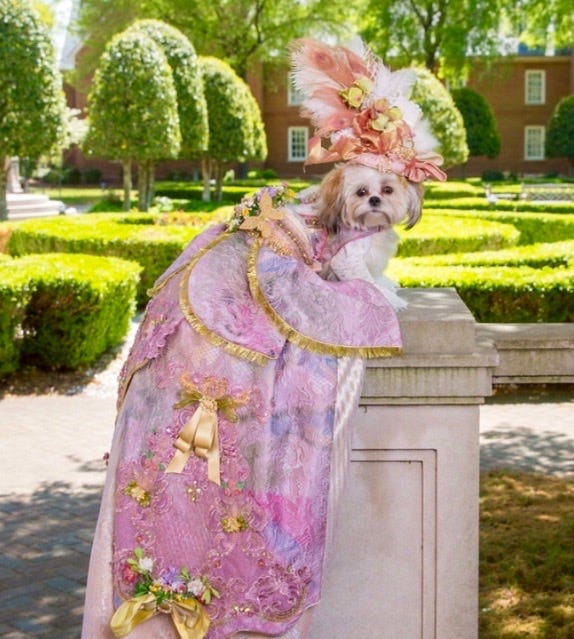 Dog gown online