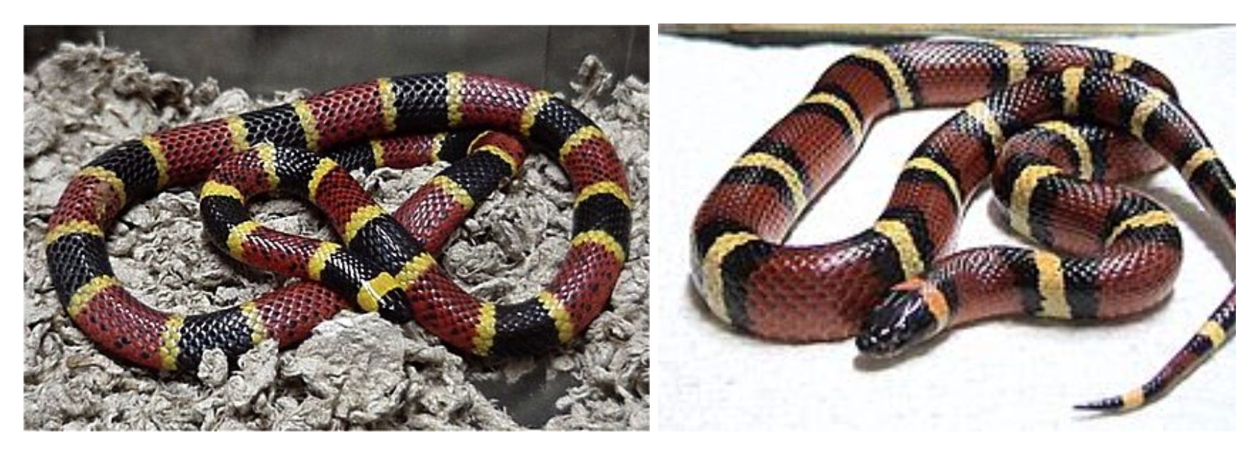 How to tell one snake from another - Titan’s Substack