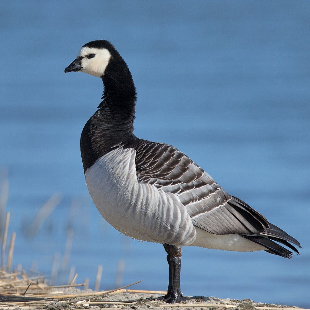 Canada goose vs barnacle goose hotsell