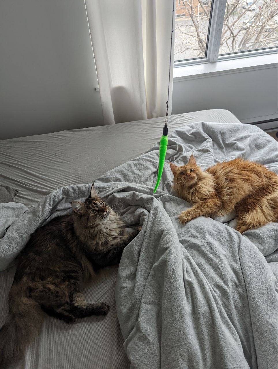 Cats are good - by Cassandra Khaw - Cassandra’s Newsletter