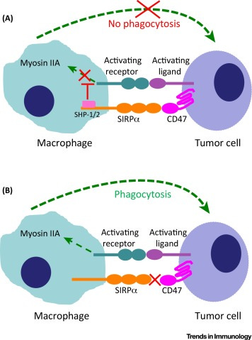 CAR-Macrophage: A New Candidate For Treatment of Solid Tumors
