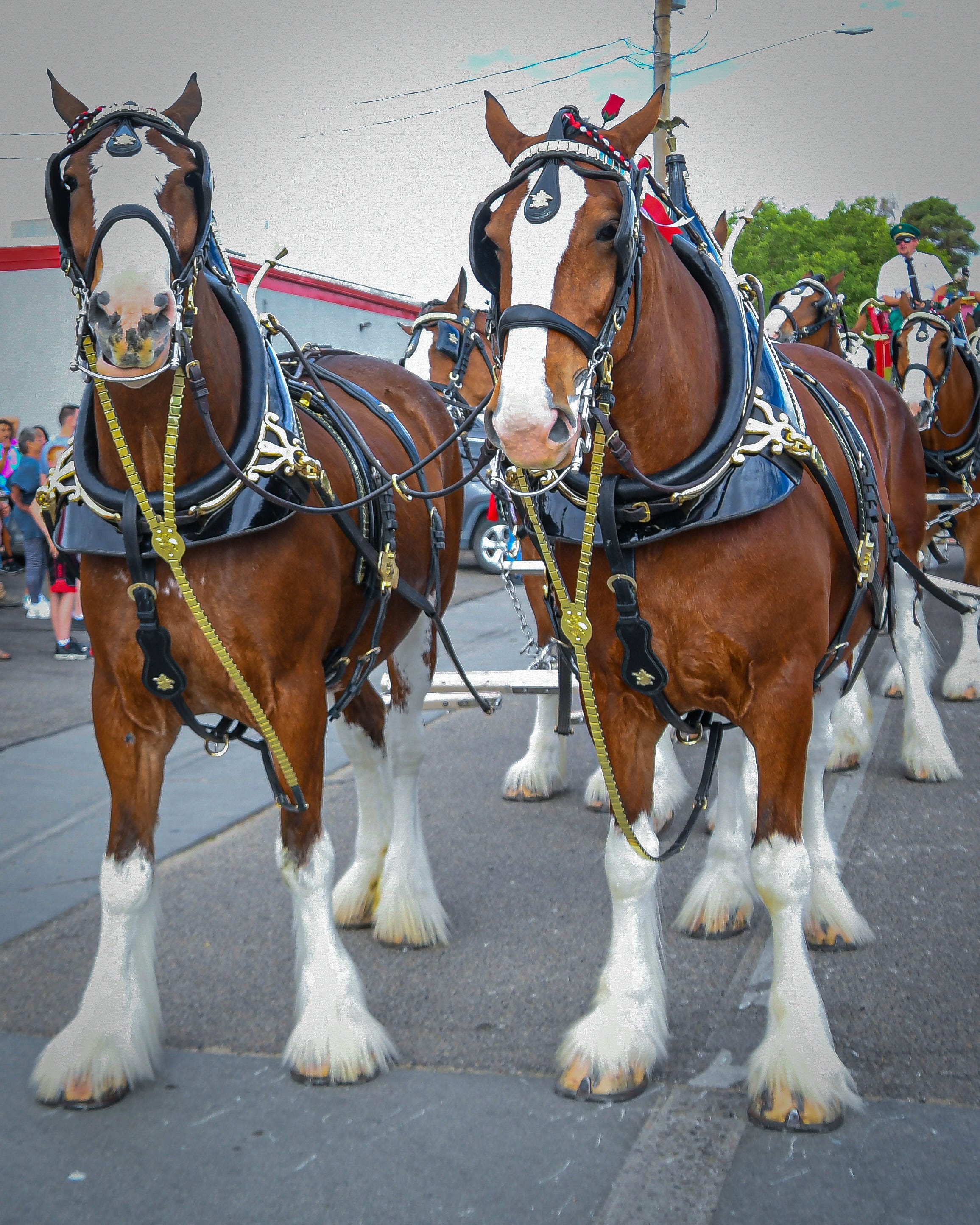 Clydesdales Val’s Musings