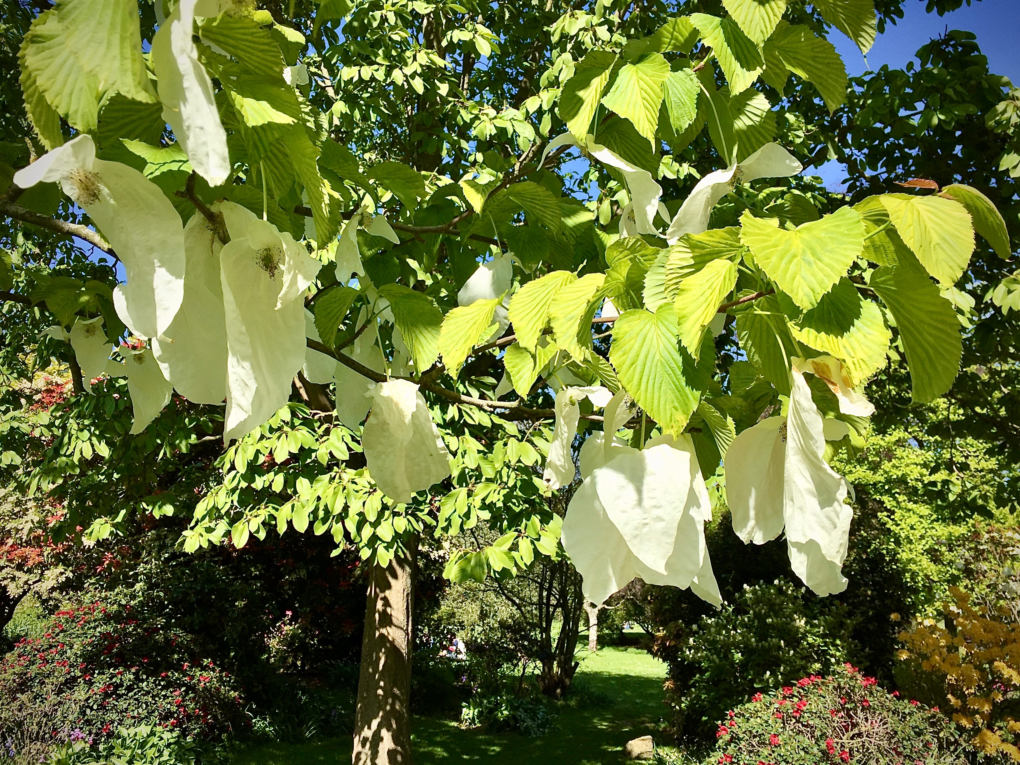 Peace Trees - by David Dayson - David’s Poetry Notebook