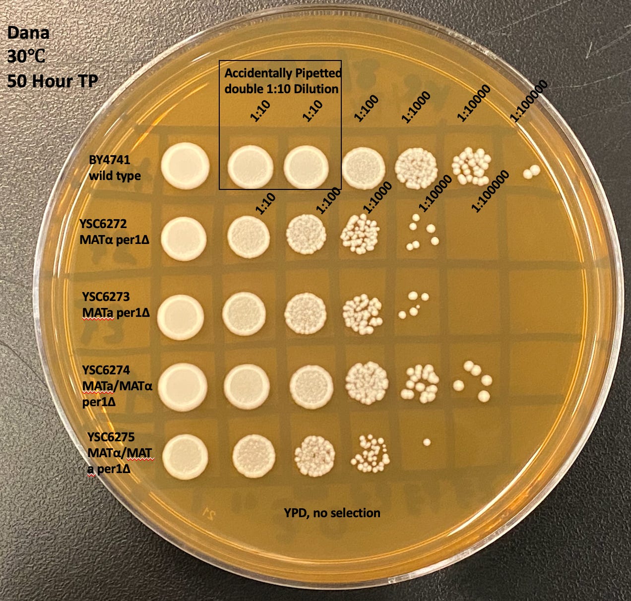 Decentralized yeast lab for drug repurposing