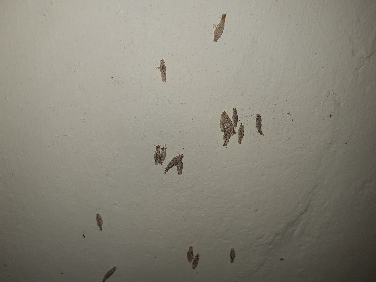 Household casebearer by Mark Edwardes Bugger.