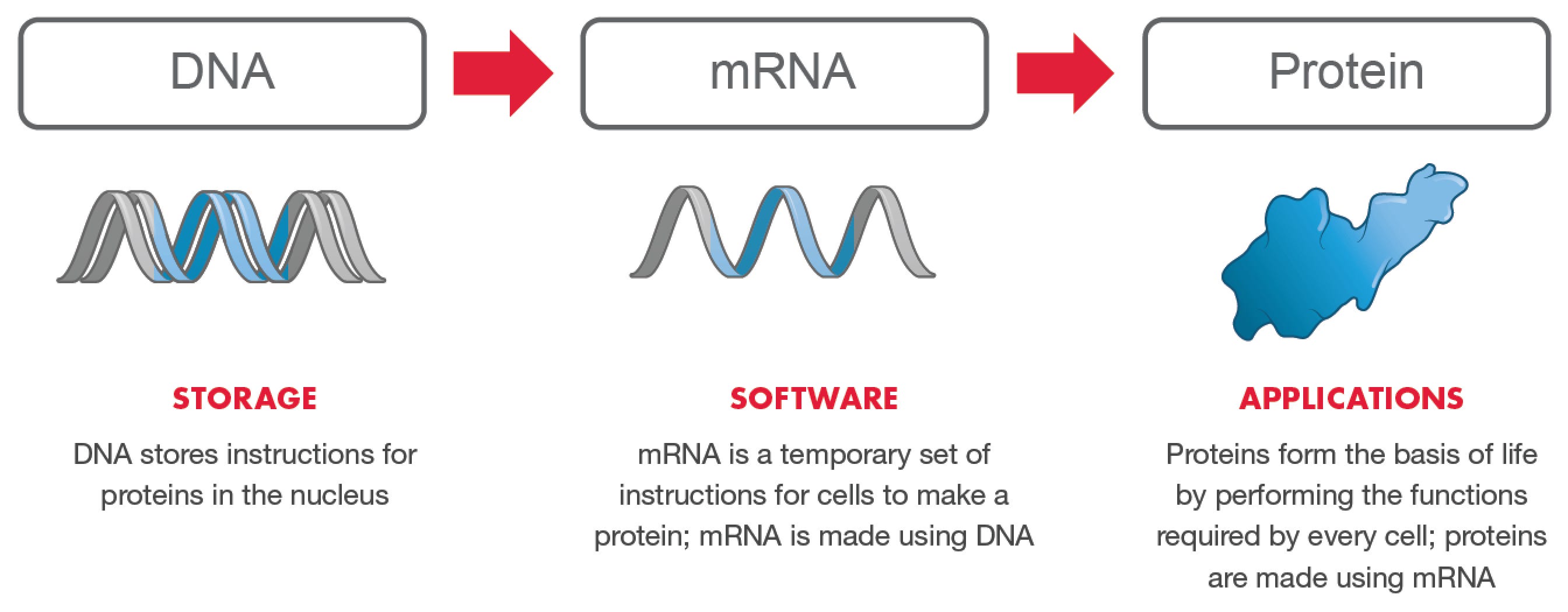 Moderna's mRNA Operating System: "The Software of Life"