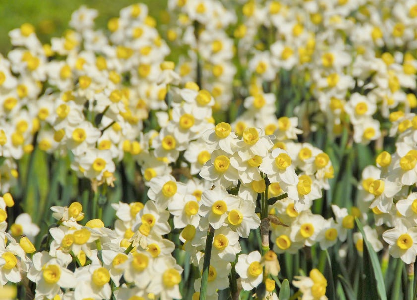 My Top Five daffodils to buy right now by Dan Masoliver