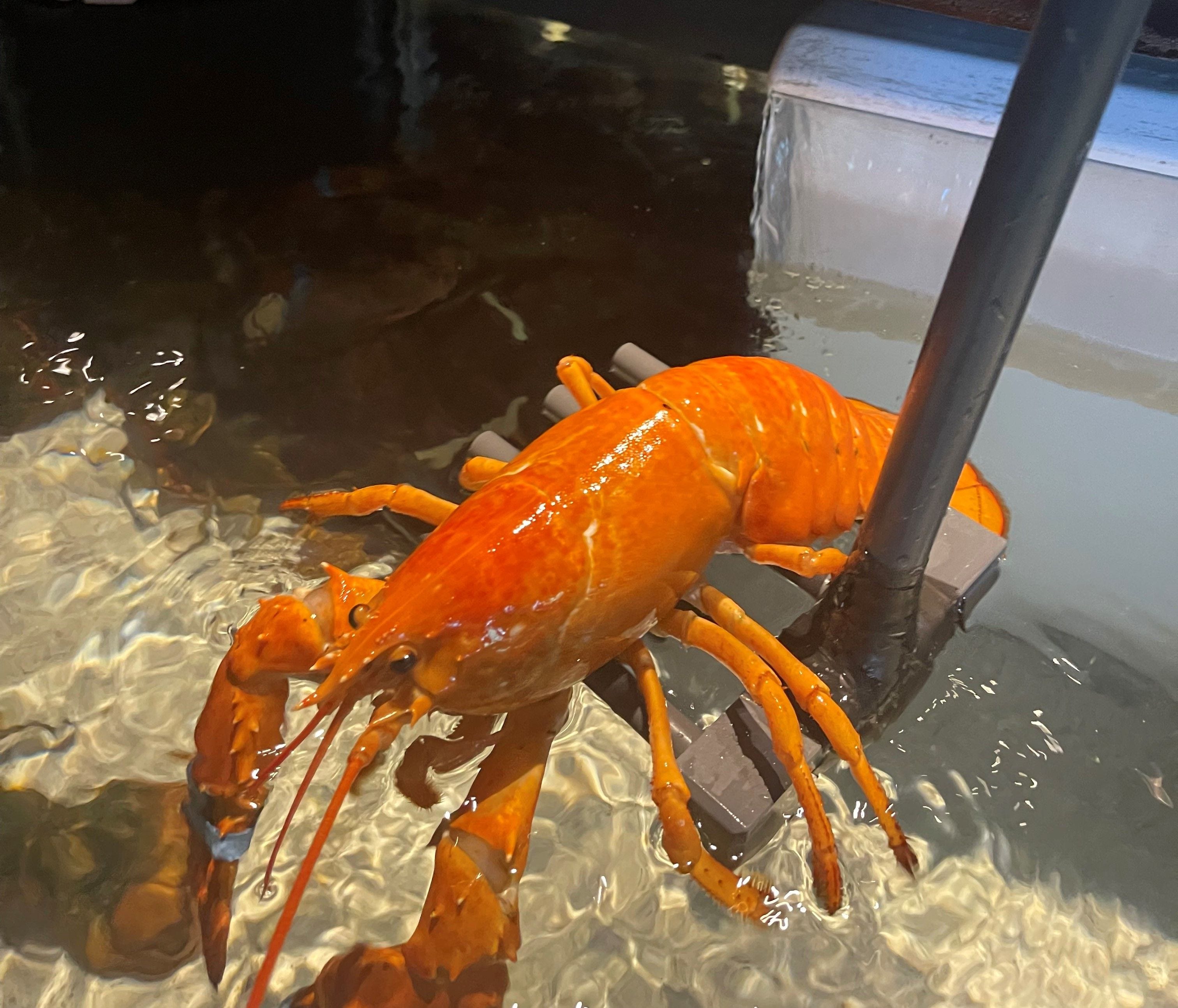How Cheddar the Lobster Went From the Pot to a Forever Home