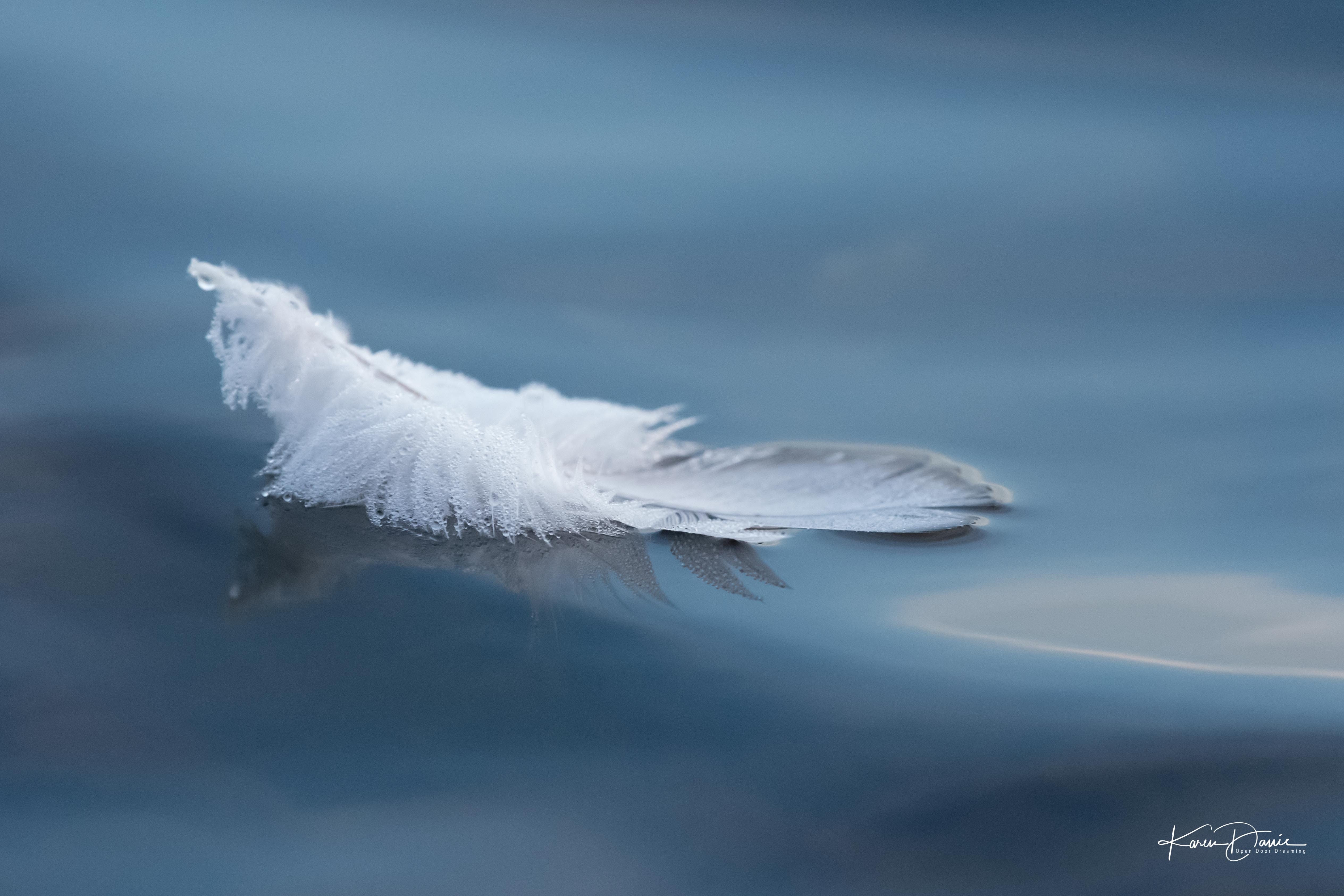 Soft as a Feather - by Karen Davis - Life in the Real World
