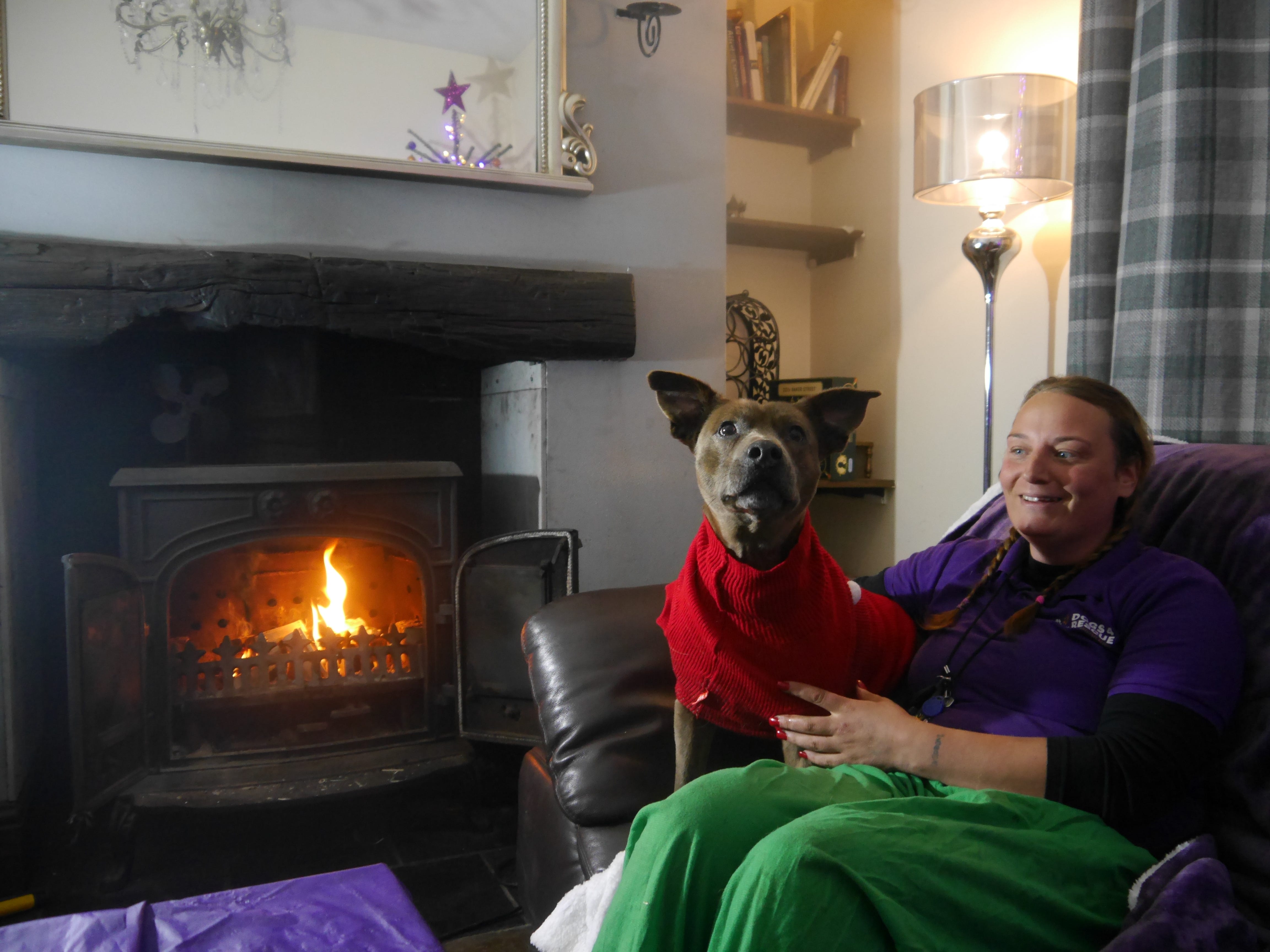 4 dogs in sale one house