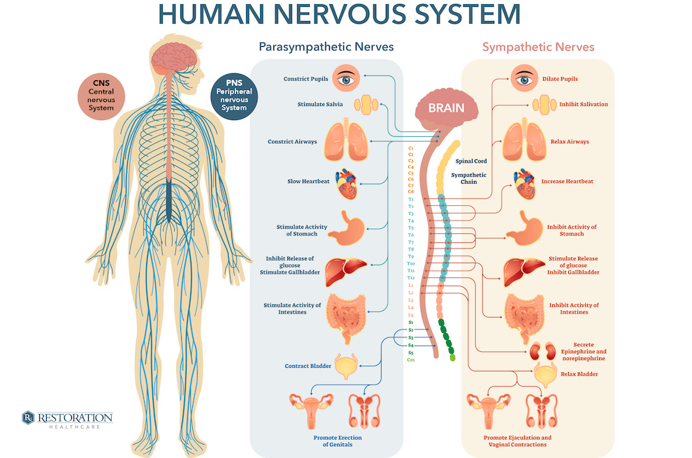 Como funciona el sistema nervioso