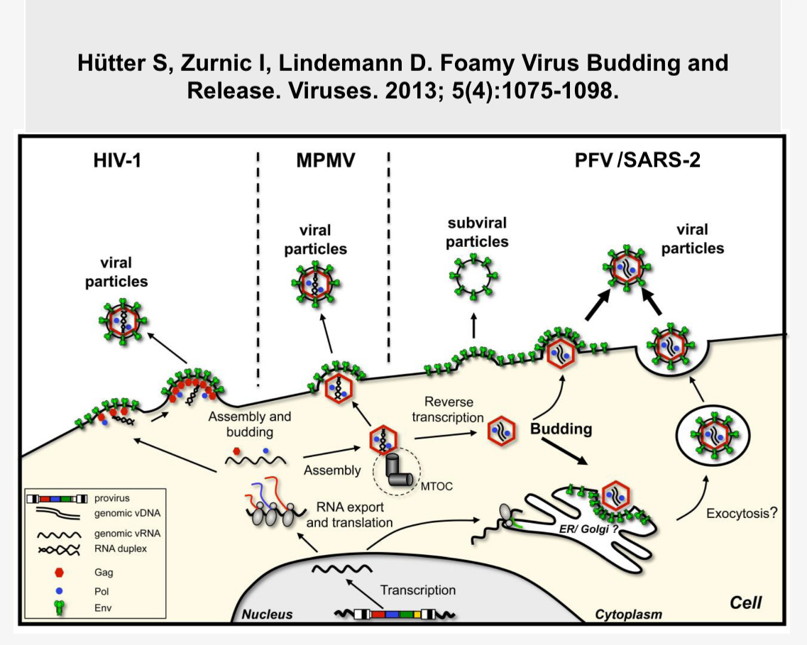 Phenotypic mixing, tropism enhancement and implications of a lab engineered