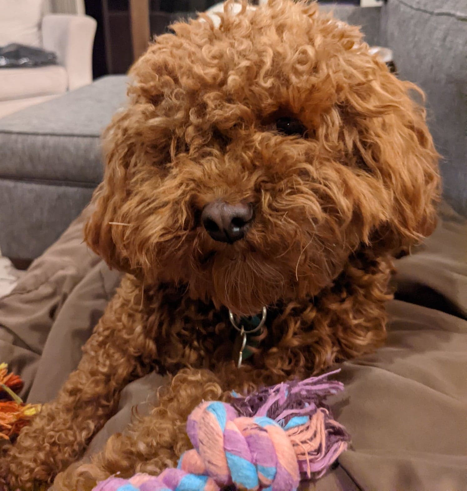 Wonton dog toy online