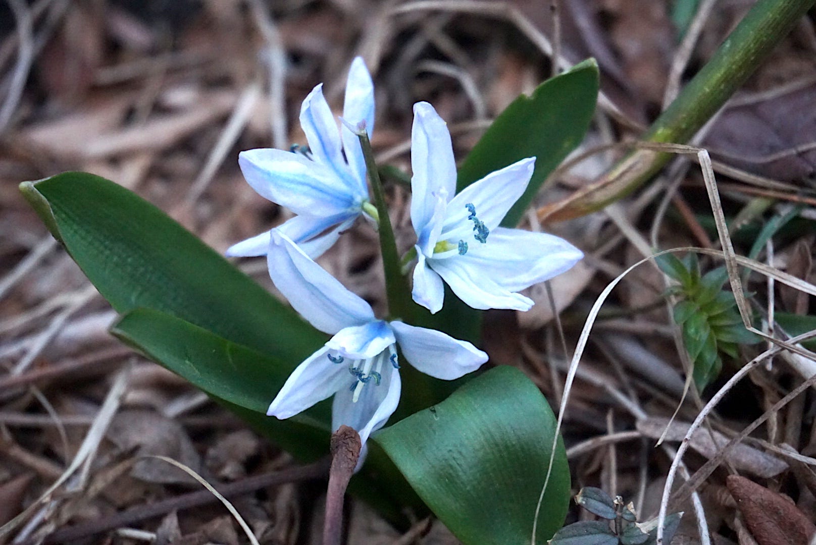 Successful Local Herb Farm for Sale by Bob Benenson