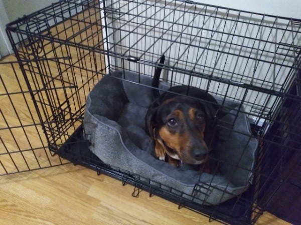 Best blanket on sale for dog crate