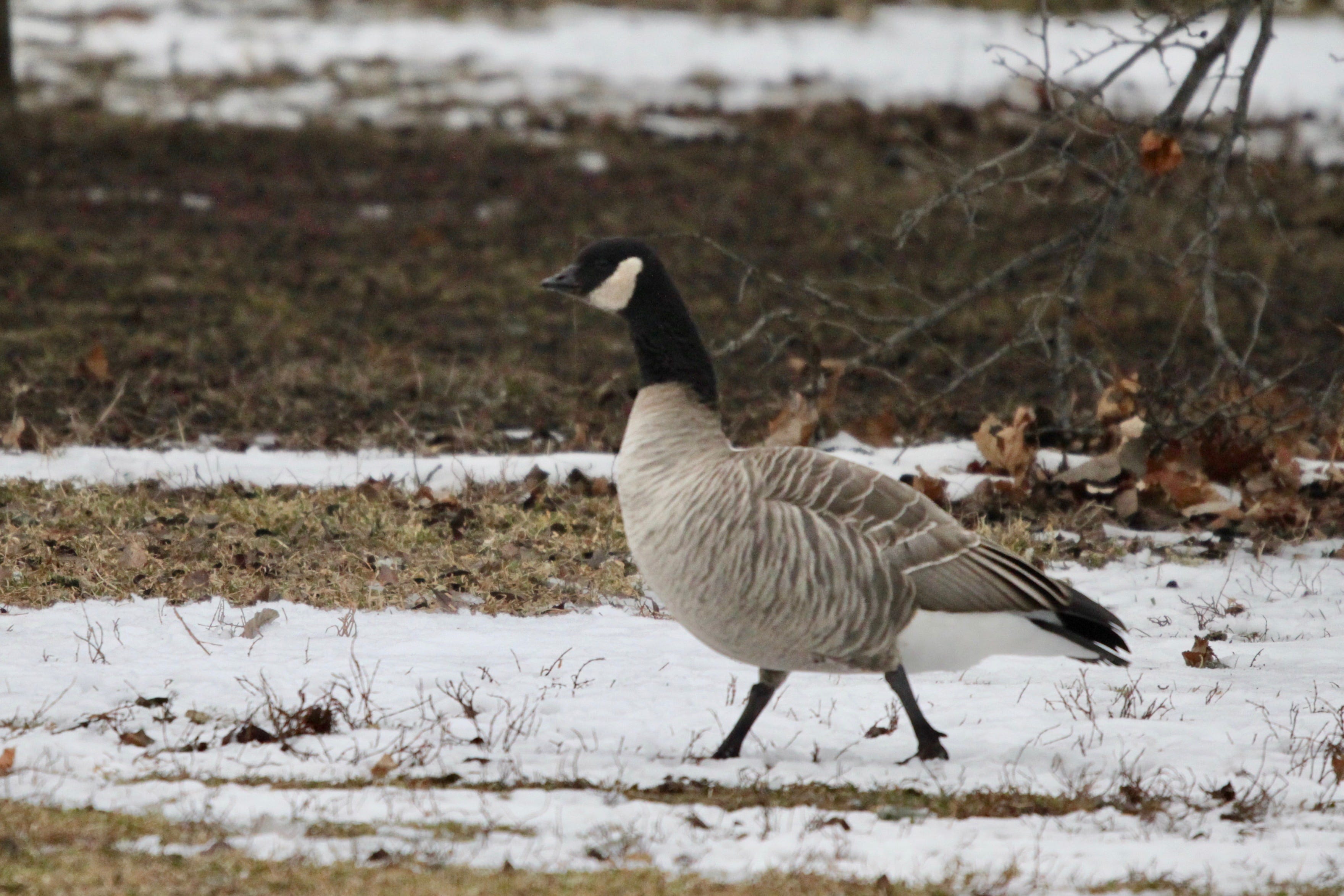 Canada goose top vs snow goose