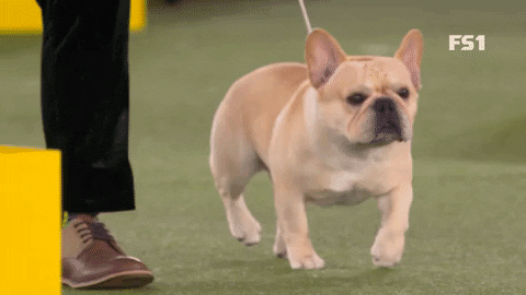 Show quality french bulldogs top