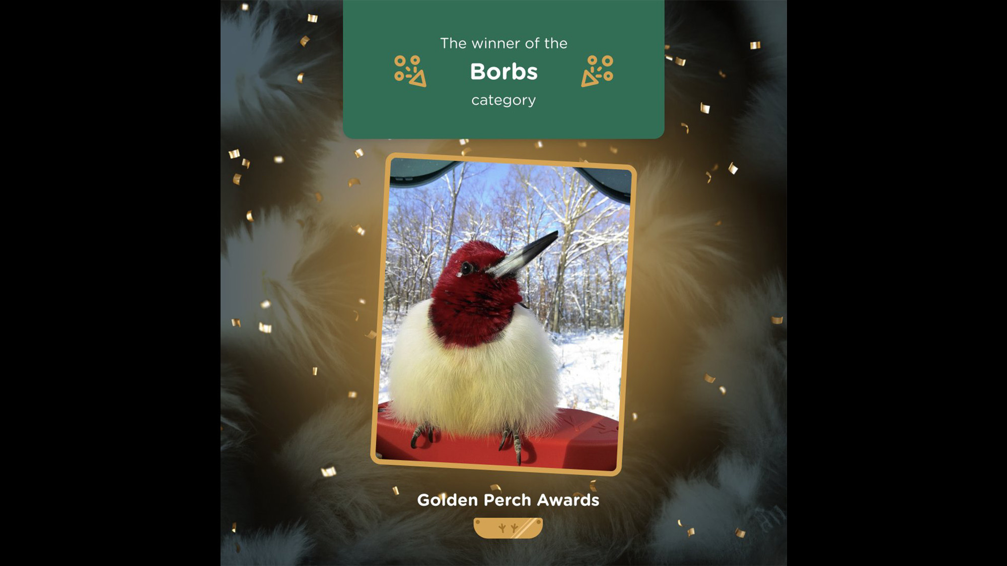 The Bird Buddy from CES 2023 isn't the only bird feeder camera, but it