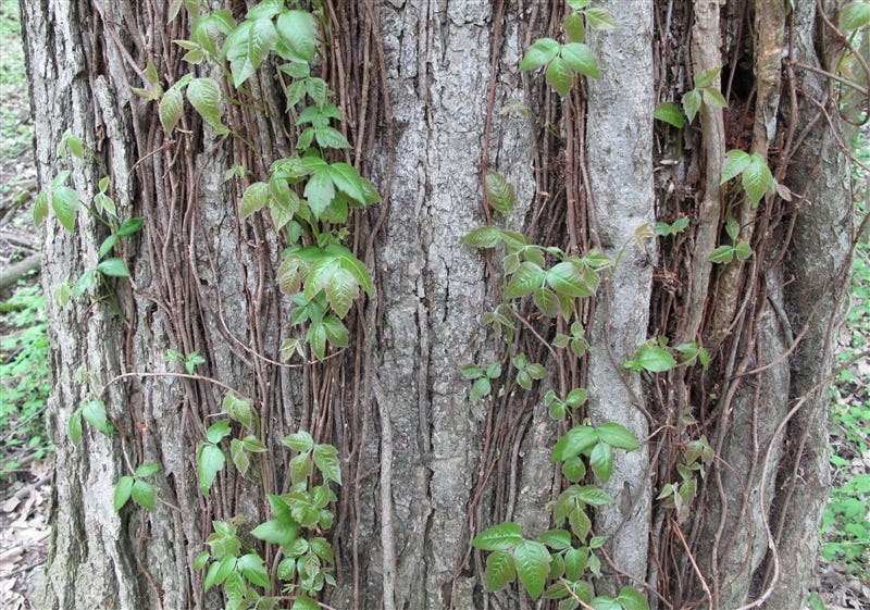 Poison Oak in Michigan? Yeah, right. by Thomas Funke